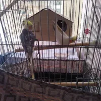 عروس هلندی نر ماده جفت