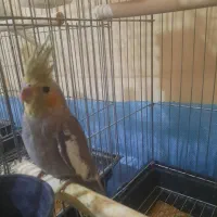 جفت مولده کارداده وتضمینی|پرنده|فردوسیه, |دیوار