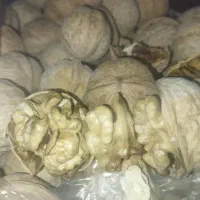 گردو درجه۱بوانات به شرط