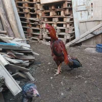 خروس لاری|حیوانات مزرعه|بناب, |دیوار