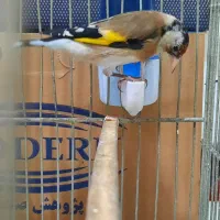 سهره نر|پرنده|تهران, شکیبا|دیوار