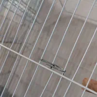 قفس|لوازم جانبی حیوانات|اهواز, غیزانیه|دیوار