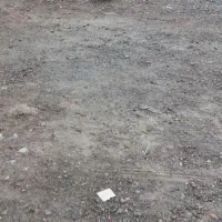 کبوتر فیلی گویروخ 40سانت|پرنده|خسروشاه, |دیوار