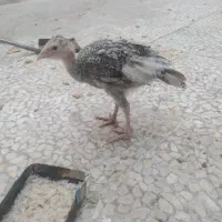 جوجه بوقلمون و خروس