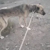 سگ گمشده در محدوده بلوار توس