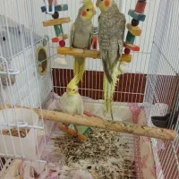 عروس هلندی