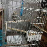 عروس هلندی|پرنده|آبپخش, |دیوار