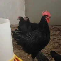 جوجه ۲ ماهه مرغ و خروس استرالوپ