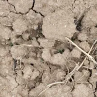 زمین کشاورزی در گراب