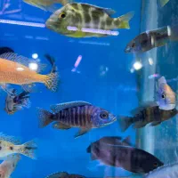 انواع ماهی ، آکواریوم، پرنده، ملزومات پت شاپ