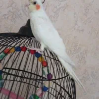 عروس هلندی لوتینو