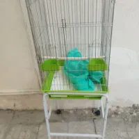 قفس پرنده|لوازم جانبی حیوانات|بروجرد, |دیوار