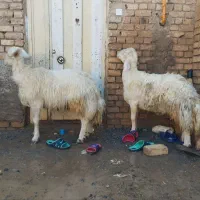 بره قوچ.قوچ.میش.گوسفند