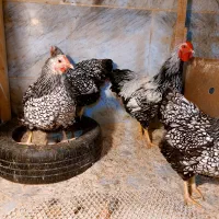 تخم مرغ نطفه دار ویاندوت جی اس سیلور بلو|حیوانات مزرعه|تهران, جیحون|دیوار