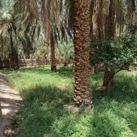 باغ خرما|فروش دفتر صنعتی، کشاورزی، تجاری|بم, |دیوار