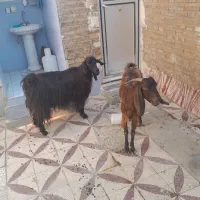 تیربز و چپش نر و ماده