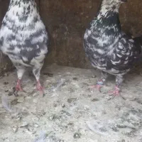 دوجفت مایه کفتر دهن جور