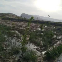 باغ فروشی 1000 متر نرسیده به روستای جمعاب|فروش زمین و ملک کلنگی|گلبهار, نوبهار|دیوار