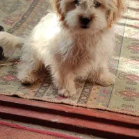 پاکوتاه آپارتمانی