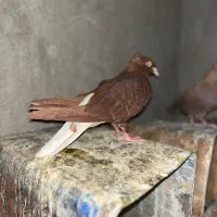 سرخ دم سفید ماده پر رنگ کاکلی بدون غلط پرشی نیس|پرنده|سبزوار, توحیدشهر|دیوار