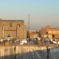 کفتر کفتر آلمانی بشرط پرش