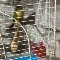 طوطی گرینچیک نر تست داره|پرنده|شاهین‌شهر, نظامی|دیوار