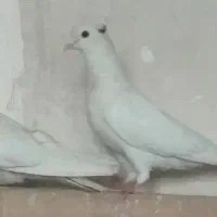 کبوترگرفتنی‌فروش‌یکجایی