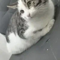 واگذاری گربه