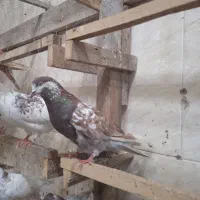 کبوتر|پرنده|بندر انزلی, سامانسر|دیوار