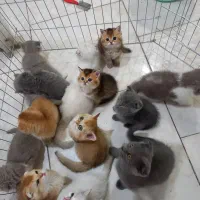تعدادی بچه‌گربه اسکاتیش اصیل آماده واگذاری|گربه|اصفهان, کوی امیریه|دیوار