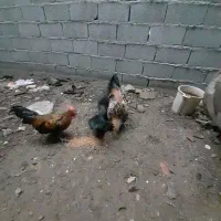 مرغ و خروس و جوجه|حیوانات مزرعه|گرگان, |دیوار