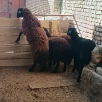 فروش ۲عددبره ویک عددبزعاله نر