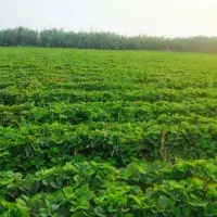 نهال توت فرنگی کاماروس سابرینا