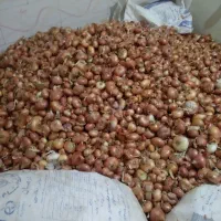 پیاز قرمز زرنق باماندگارره بالا نزدیک ۳تن|عمدهفروشی|هریس, |دیوار