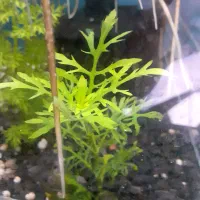 گیاه آکواریومی|ماهی|گرگان, |دیوار