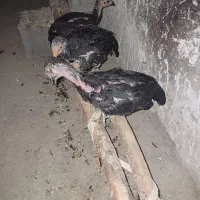 لاری