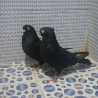 زاغ|پرنده|بم, |دیوار