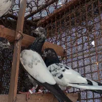 کفترپاکستانی|پرنده|قشم, |دیوار