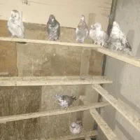 ۱۰ عدد کبوتر پرشی و خیلی خوب ۱۵۰۰|پرنده|شهریار, شهرک نماز (دینار آباد)|دیوار