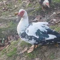 اردک اسرائیلی نر سنگین وزن|حیوانات مزرعه|اطاقور, |دیوار