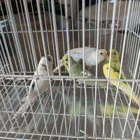 مرغ عشق|پرنده|تایباد, |دیوار