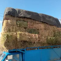 علوفه مخلوط با یونجه|خدمات باغبانی و درختکاری|تکاب, |دیوار