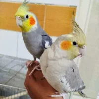 پرنده عروس‌هلندی