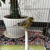 قناری نر و فنچ نرگسی