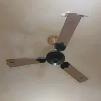 عروس هلندی گم شده امروز