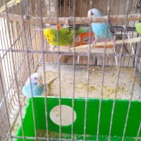 دو جفت مرغ عشق جوان
