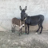 الاغ و کره فروشی
