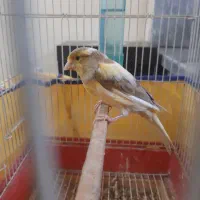 قناری ابلق|پرنده|گلستان (تهران), |دیوار