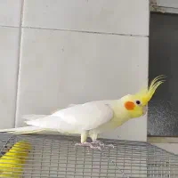 عروس هلندی|پرنده|اصفهان, همتآباد|دیوار