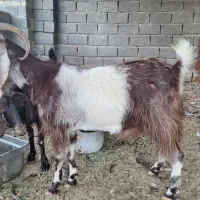 بز نژدی|حیوانات مزرعه|هندیجان, |دیوار